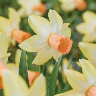 Carice Daffodil Thumbnail
